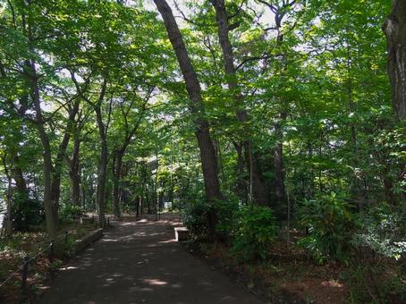 三井の森公園の樹木の写真
