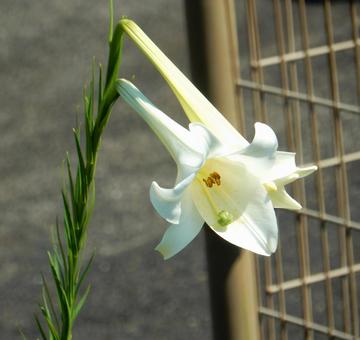 【花の写真】タカサゴユリ(高砂百合) 【花の写真】タカサゴユリ(高砂百合) タカサゴユリ,高砂百合,百合の写真素材