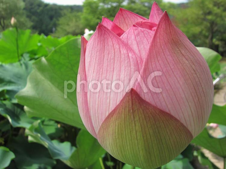 ハスの蕾（つぼみ）。 ハス,ハスの花,蕾の写真素材