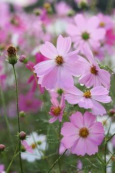 コスモス畑の写真