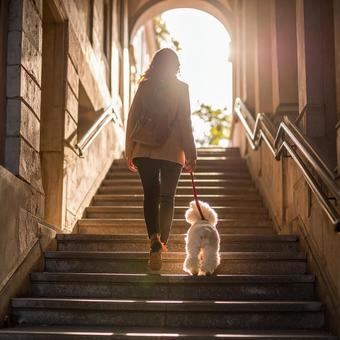朝の光の中を散歩する女性と犬 朝の光の中を散歩する女性と犬の写真
