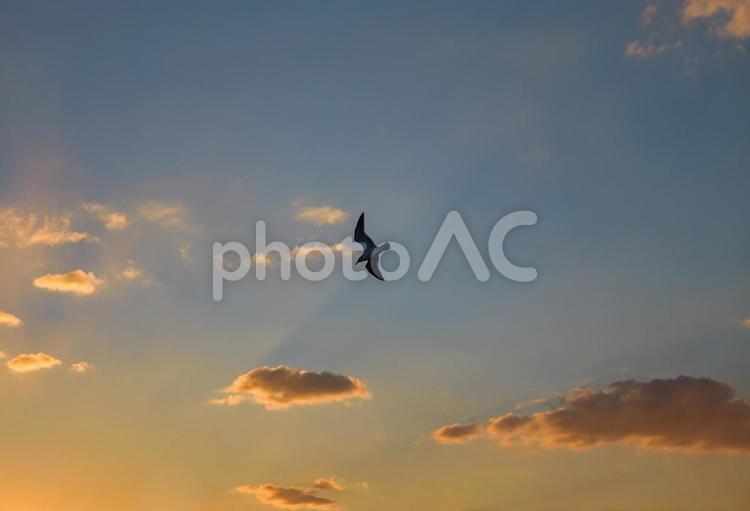 夕暮れを背に飛ぶ海鳥 夕暮れ,海鳥,空の写真素材