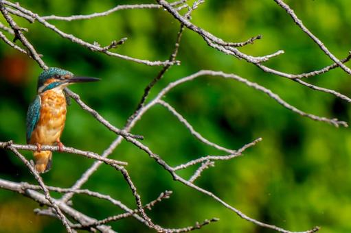 枝にまるカワセミ・コピースペース カワセミ,野鳥,鳥の写真素材