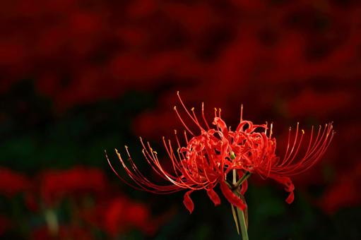 Red Spider Lily, JPG Red Spider Lily, JPG