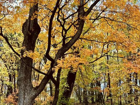 森の紅葉 秋,紅葉,公園の写真素材