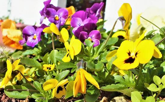 黄色いパンジーで元気をもらう庭 パンジー,ビオラ,鮮やかなの写真素材