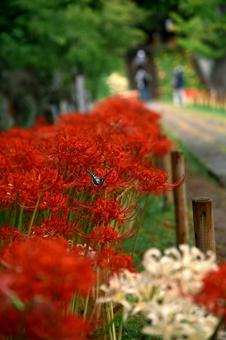 彼岸花の小径の写真