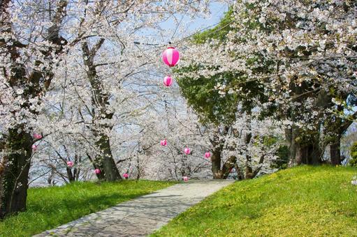 Cherry blossoms at Kijioka Castle Ruins Park (Joyama Park) in Saitama Prefecture, JPG Cherry blossoms at Kijioka Castle Ruins Park (Joyama Park) in Saitama Prefecture, JPG