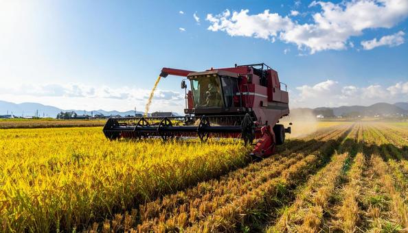 日本の稲刈り風景の写真