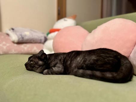 ソファでまったりヴェルちゃん ねこ,可愛い,ペットの写真素材