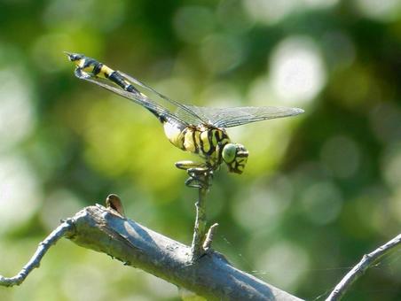 【昆虫写真】ウチワヤンマ(団扇蜻蜒) 【昆虫写真】ウチワヤンマ(団扇蜻蜒)の写真