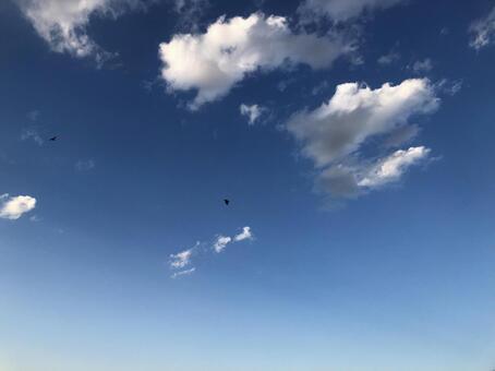 青空と雲と鳥 青空と雲と鳥の写真