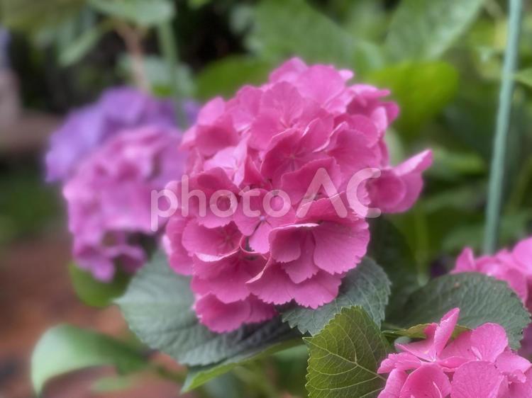 アジサイ　紫陽花　赤 紫陽花,アジサイ,白の写真素材