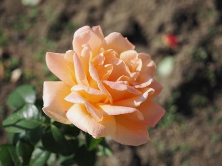 バラガーデンにて薔薇を撮りました バラガーデンにて薔薇を撮りましたの写真