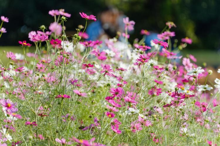 秋風に揺れるカラフルなコスモス コスモス,ピンク,花の写真素材