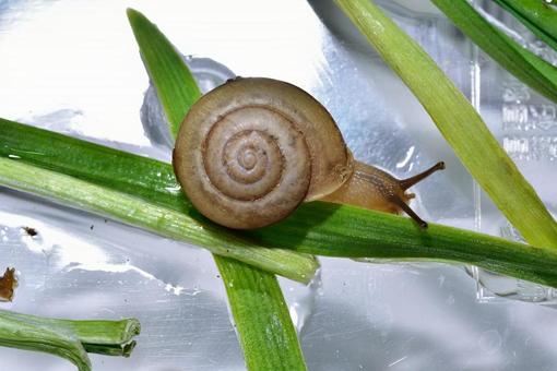 カタツムリ カタツムリの写真