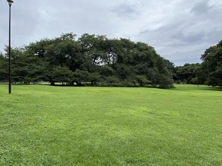 雨上がりの公園 雨上がり,砧公園,風景の写真素材