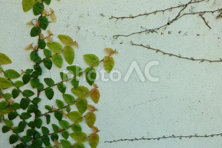 壁を伝う小さな葉っぱ 背景,枝,壁の写真素材