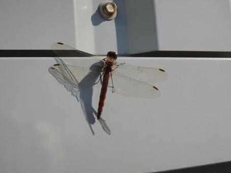 アキアカネ（秋茜） 赤蜻蛉,トンボ,蜻蛉の写真素材