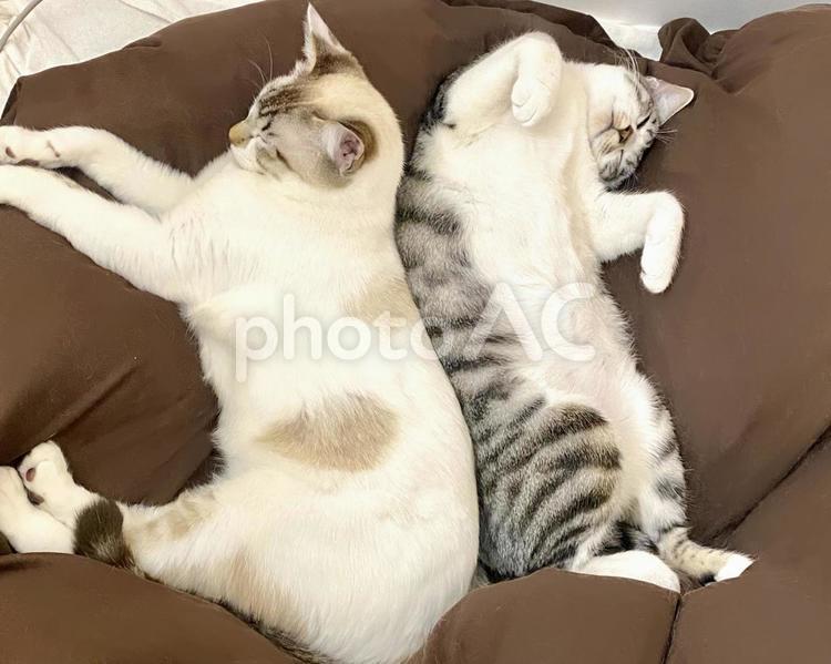 背中合わせで眠るサバ白猫とシャム系猫 猫,シャムトラ,サバシロの写真素材