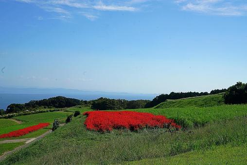 淡路島　あわじ花さじき㊸　サルビア 兵庫県,あわじ花さじき,サルビアの写真素材