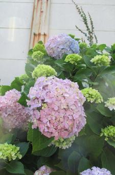 紫陽花 紫陽花の写真