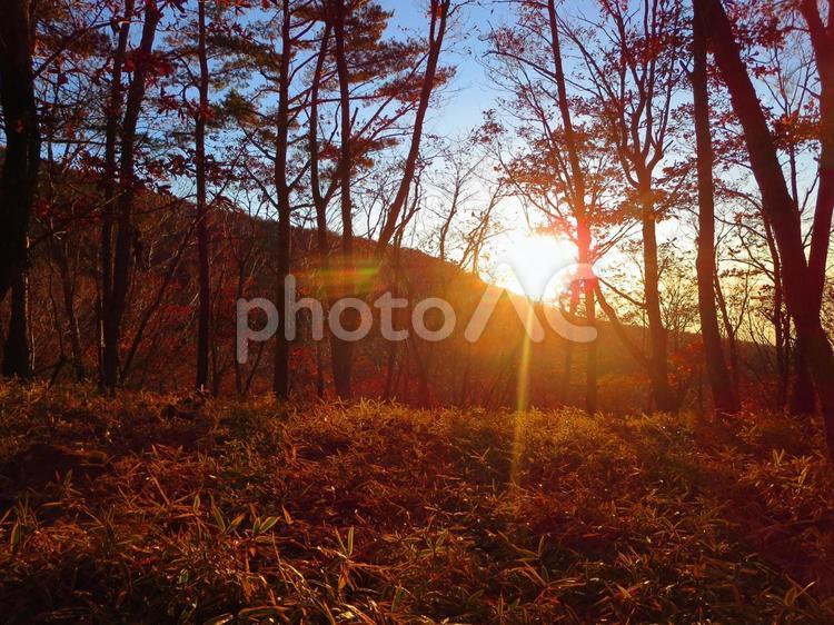 朝陽の差し込む登山道 山,登山,朝焼けの写真素材