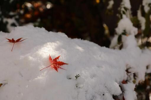 雪　もみじ　冬 雪,もみじ,12月の写真素材