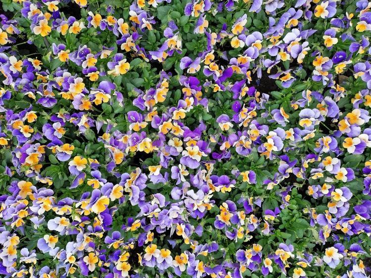 花ざかり　紫と黄色の花の絨毯 花,紫,黄色の写真素材