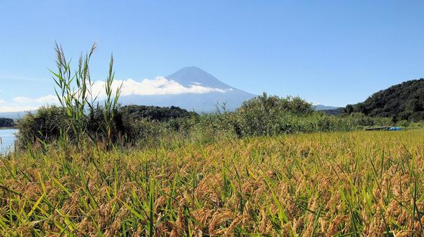実りの秋を向かえたか川口湖畔の田んぼ 稲,秋,田んぼの写真素材