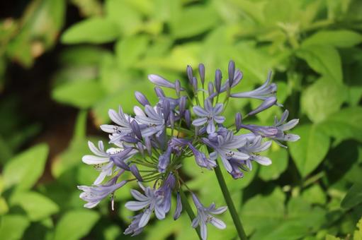 紫色のムラサキクンシランの花のアップ 紫色のムラサキクンシランの花のアップ 紫色,ムラサキクンシラン,花の写真素材