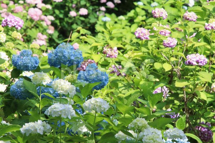 梅雨や紫陽花のイメージ あじさい,紫陽花,梅雨の写真素材