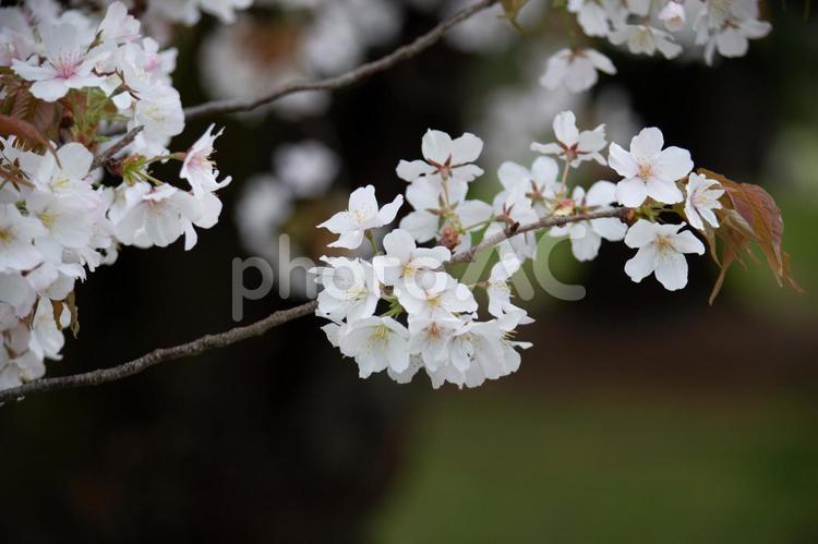 白い桜の咲いた枝 サクラ,桜,白の写真素材