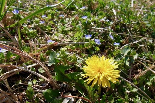 タンポポ 春,3月,蒲公英の写真素材