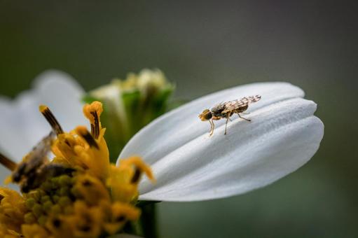 ＜素材＞センダングサケブカミバエの写真