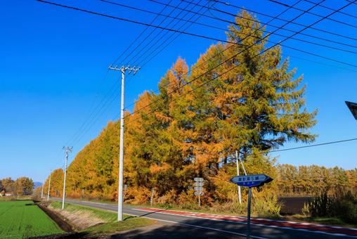 十勝の秋の道 十勝の秋の道,道路,道の写真素材