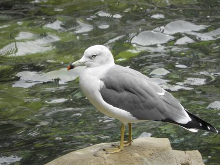 ウミドリ ウミドリ やた,顔,アップの写真素材