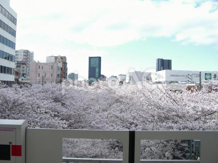 桜　中目黒駅ホームにて② 桜,東京,ソメイヨシノの写真素材