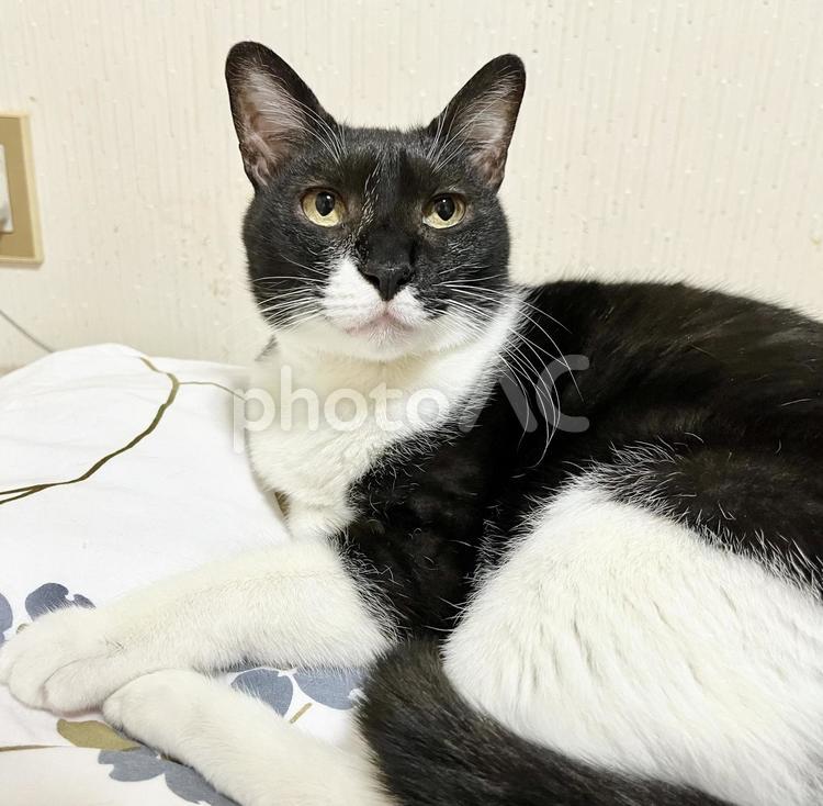 座る白黒猫・上半身 ハチワレ,リラックス,ふわふわの写真素材