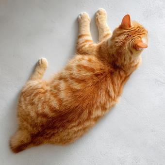 寝そべる茶トラの猫 寝そべる茶トラの猫の写真