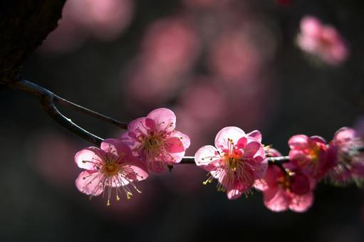 梅の花のアップ 梅の花のアップの写真