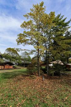 紅葉 秋,植物,木の写真素材