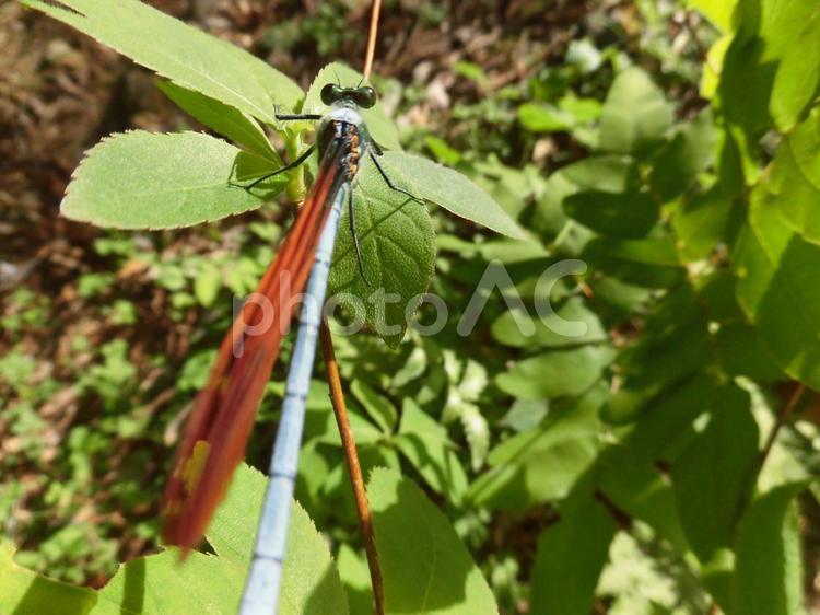 モノホシザオ「青い棒」 トンボの写真素材