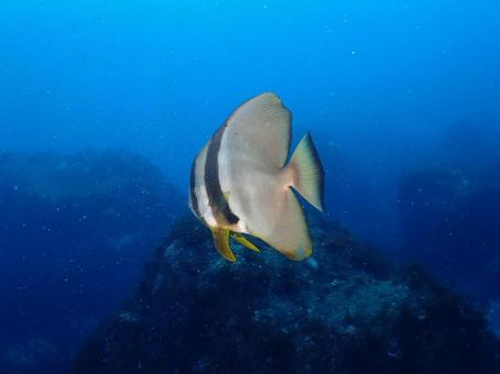 伊豆大島のツバメウオ 伊豆大島のツバメウオの写真