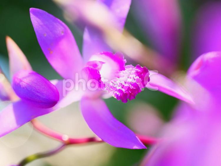 不思議な形の花のアップ 紫色,鮮やか,花の写真素材