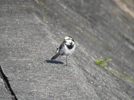 地面をトコトコ歩くハクセキレイ 地面をトコトコ歩くハクセキレイの写真