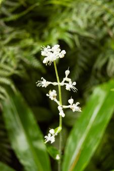 ヤブミョウガの白い花 1 ヤブミョウガの白い花 1 ヤブミョウガ,薮茗荷,polliaの写真素材