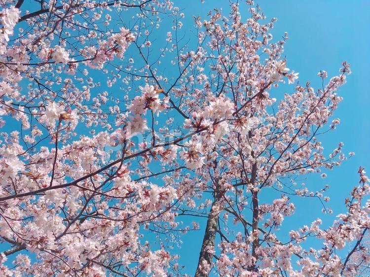 桜の季節 桜,サクラ,さくらの写真素材