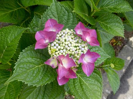 街角の花壇で開花したピンク色のアジサイ 街角の花壇で開花したピンク色のアジサイ アジサイ,花,植物の写真素材