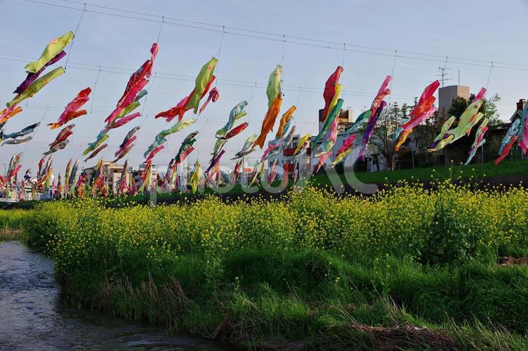 菜の花咲く大正川のこいのぼり こいのぼり,鯉のぼり,鯉幟の写真素材
